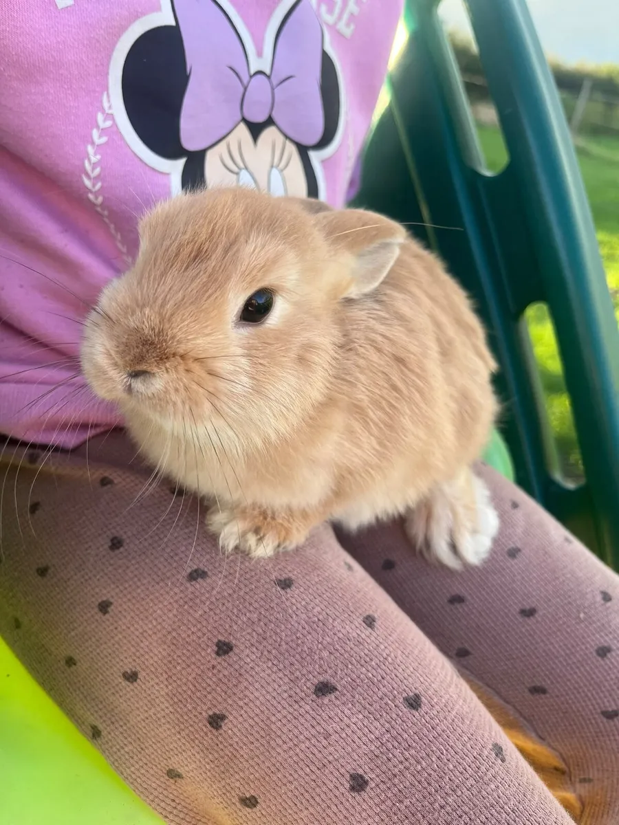 Rabbits - Image 3