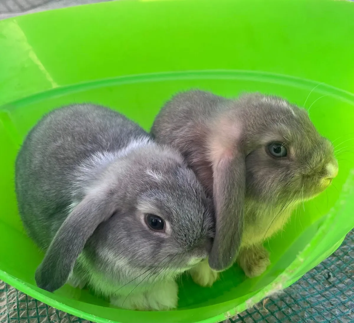 Rabbits - Image 4
