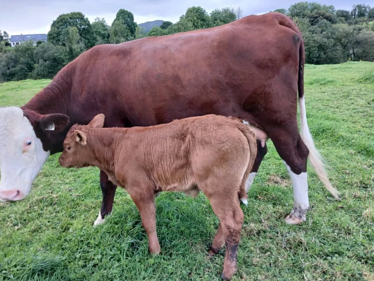 First  calved heifers - Image 2