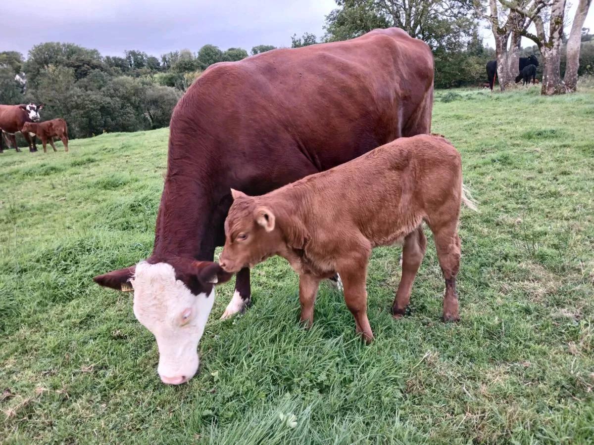 First  calved heifers - Image 3