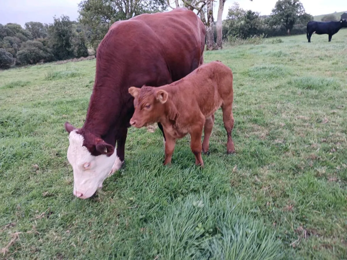First  calved heifers - Image 4
