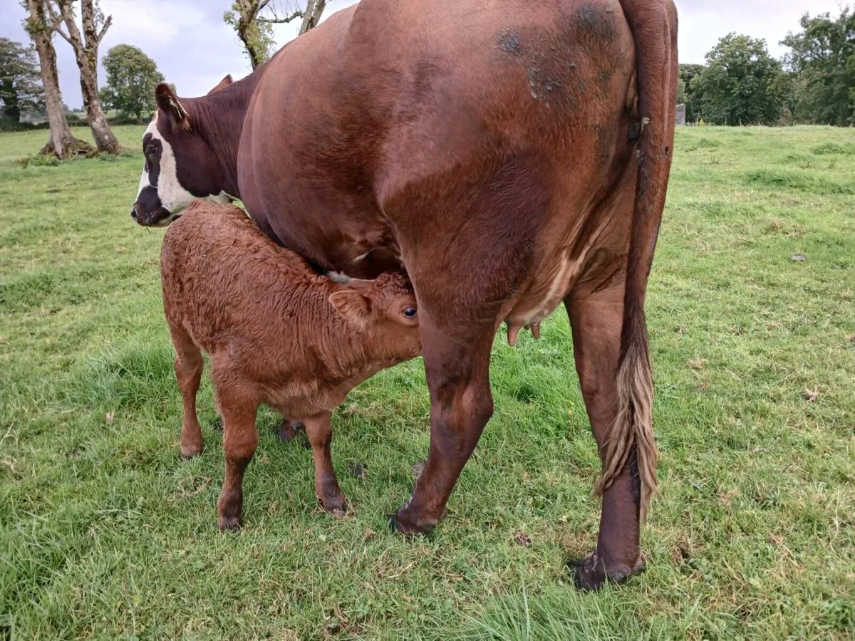 First  calved heifers - Image 1
