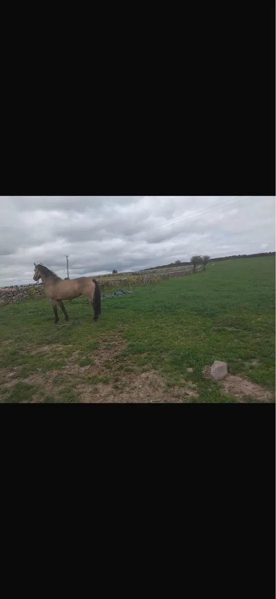 Pony - Image 1