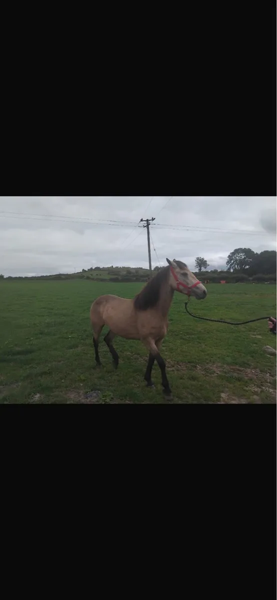 Pony - Image 2