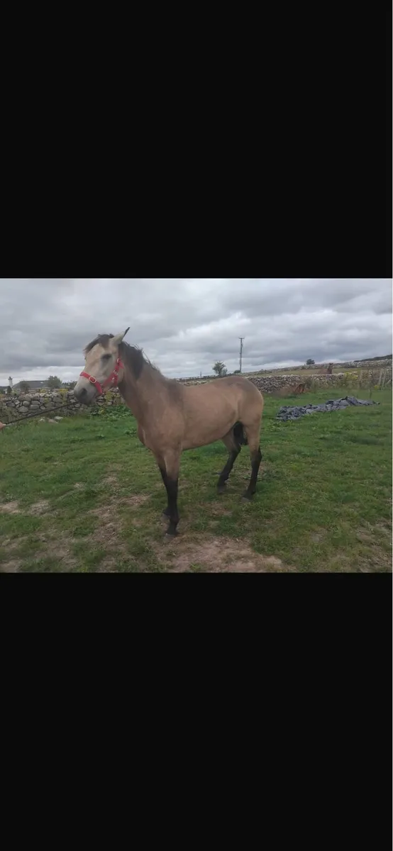 Pony - Image 3