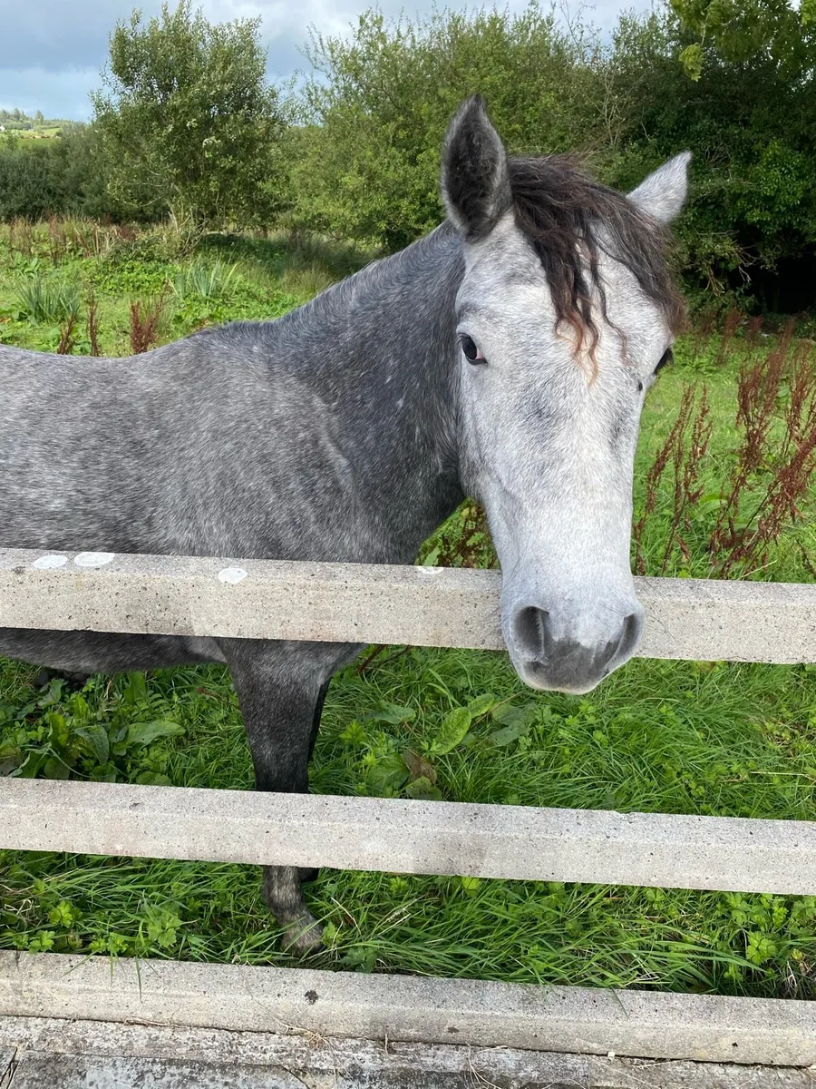 Connemara colt - Image 1