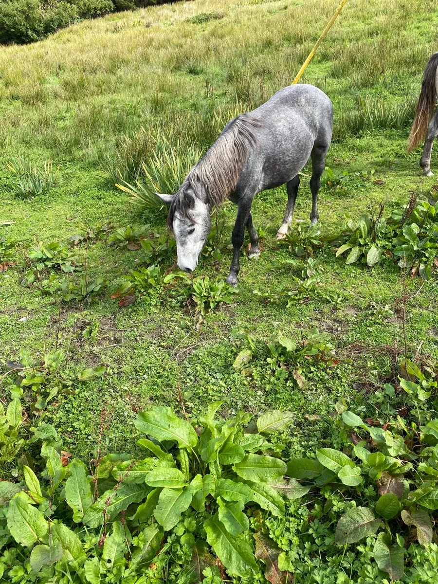 Connemara colt - Image 2