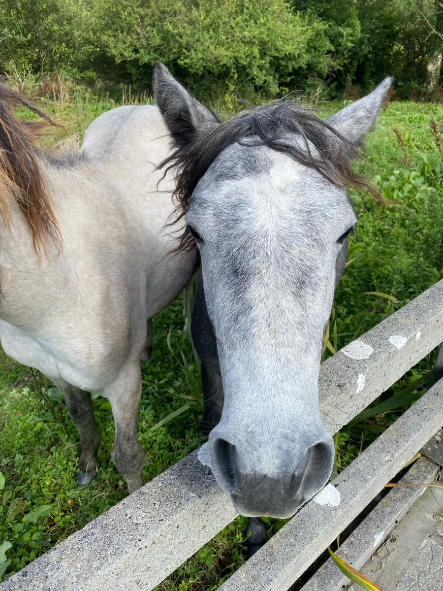 Connemara colt - Image 3