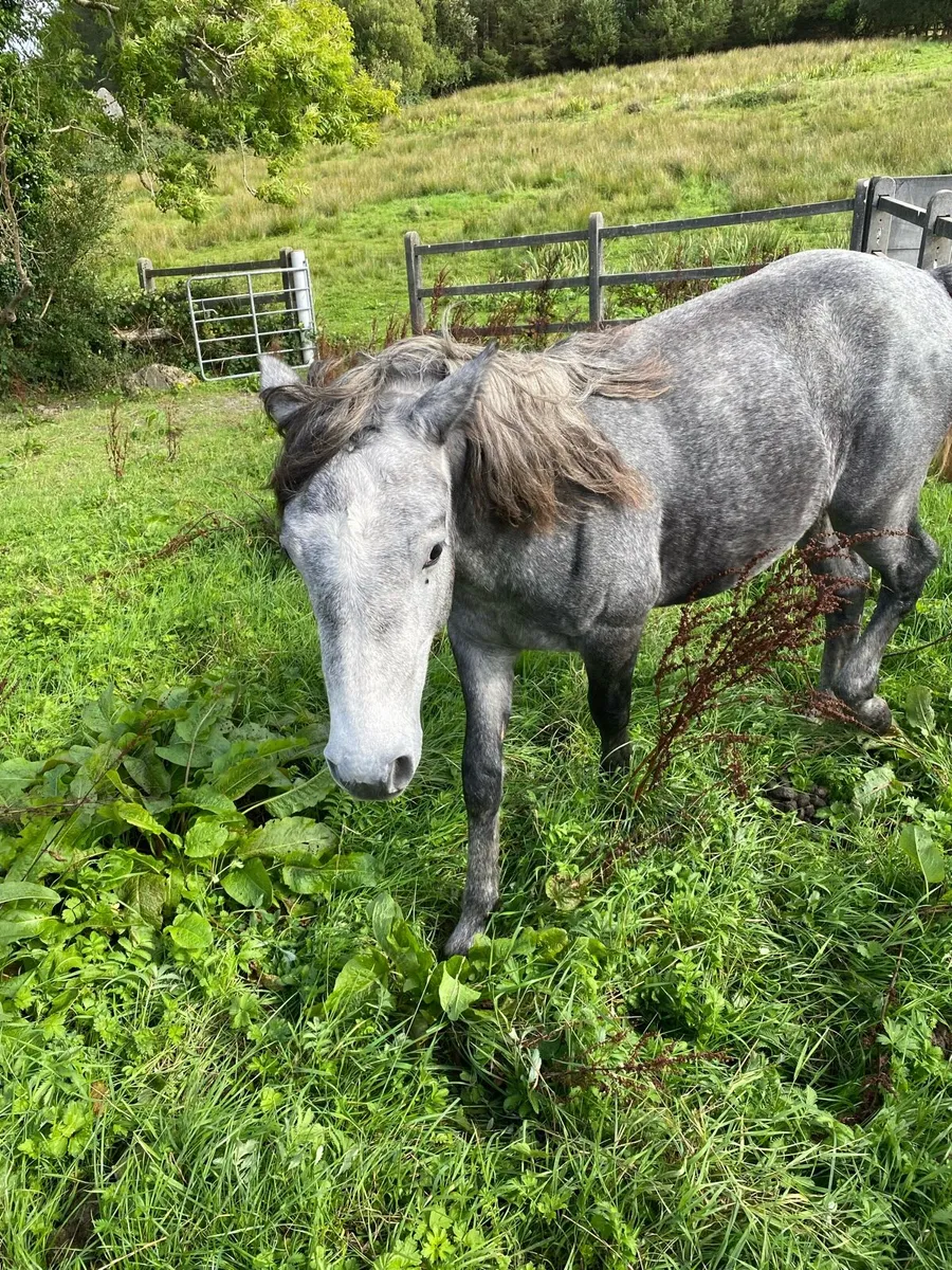 Connemara colt - Image 4