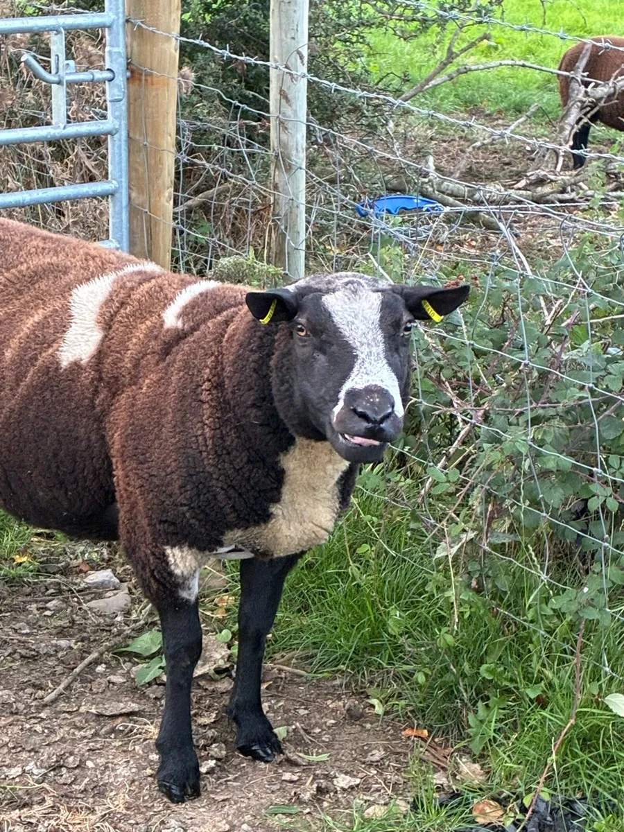 Dutch Spotted Ram - Image 2