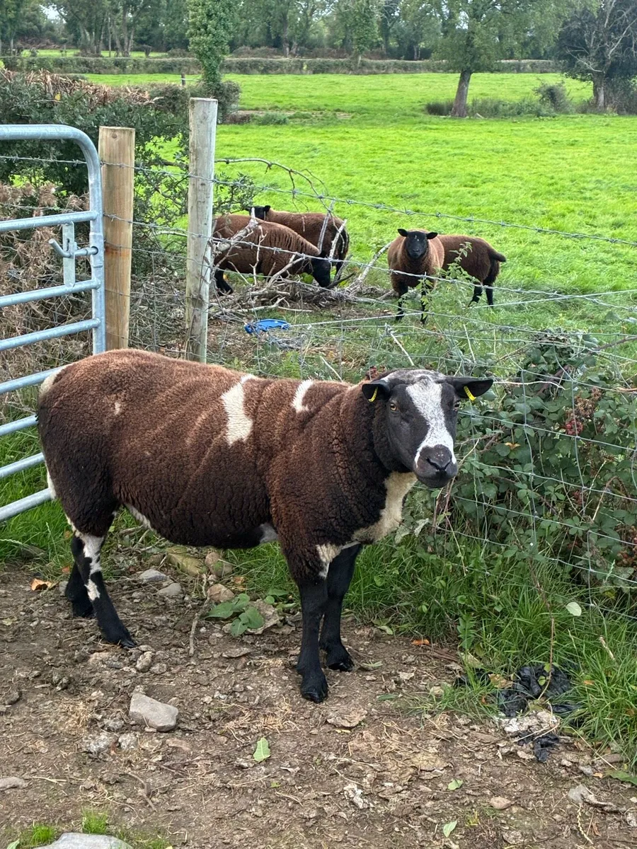 Dutch Spotted Ram - Image 3