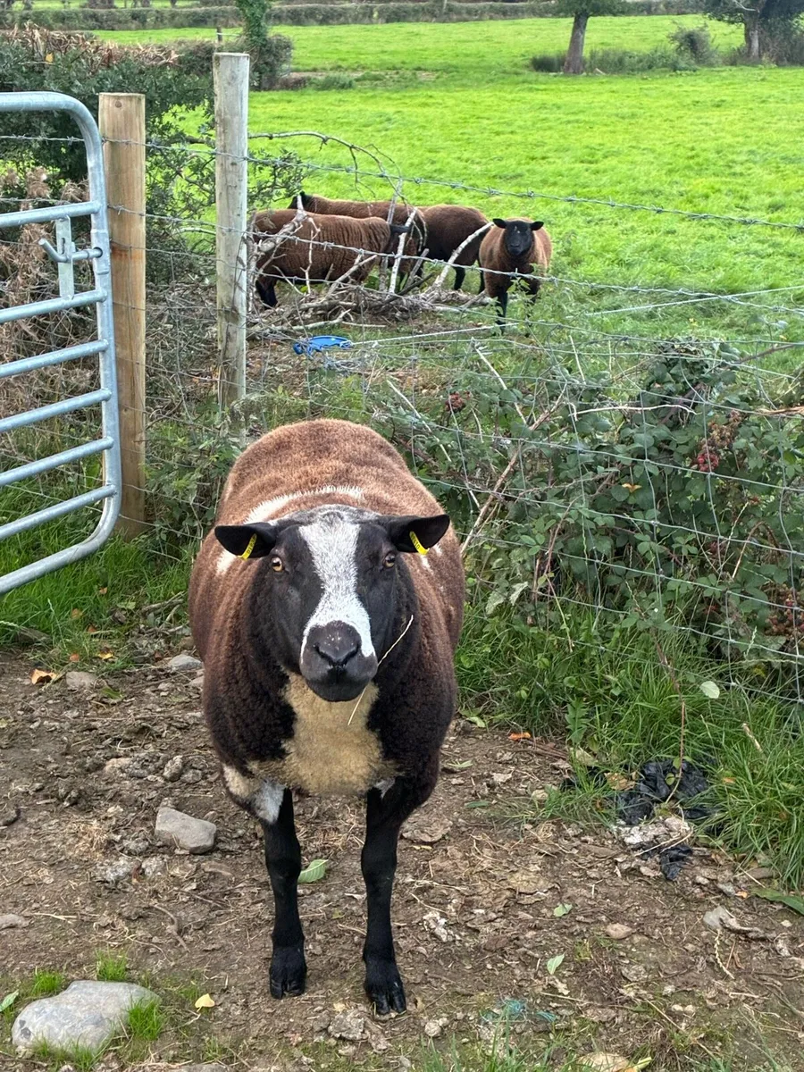 Dutch Spotted Ram - Image 1