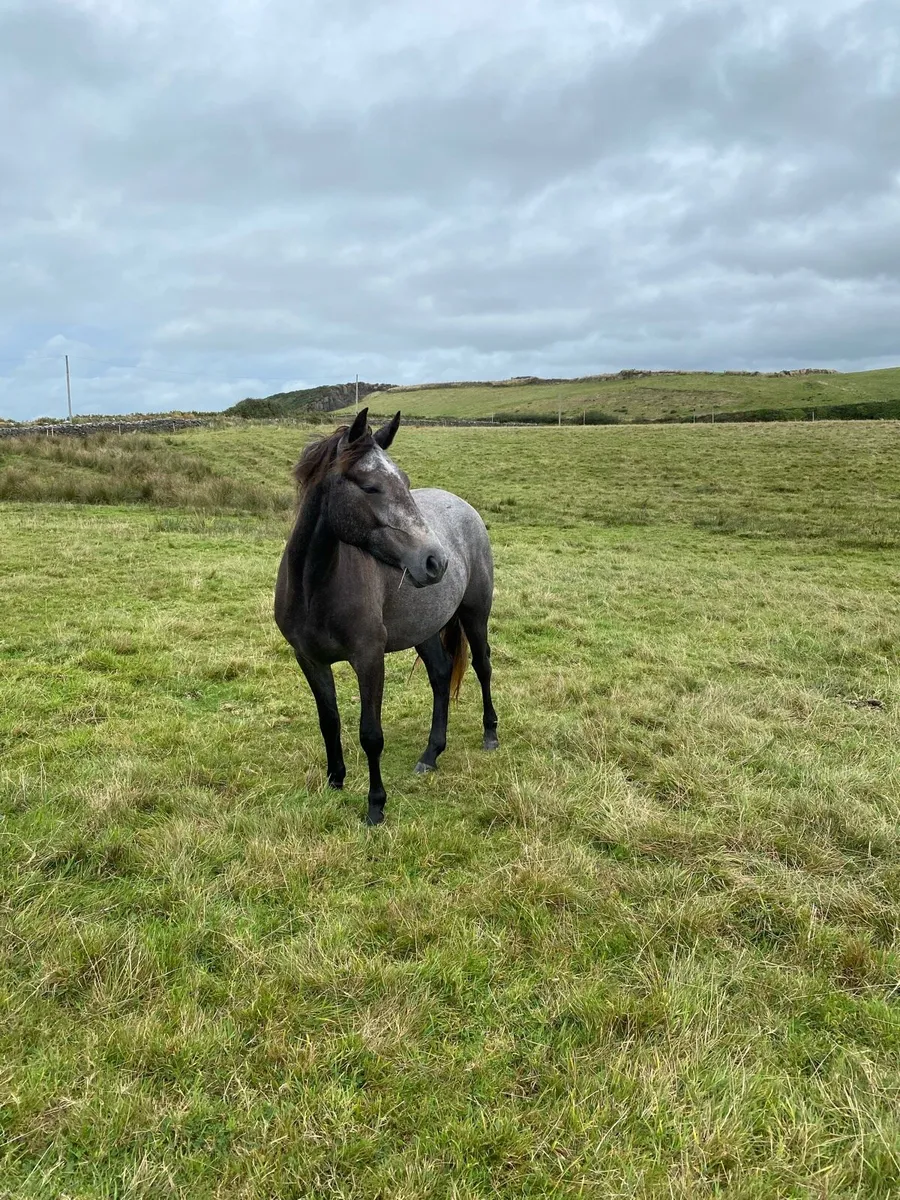 Connemara filly’s (x2) - Image 1