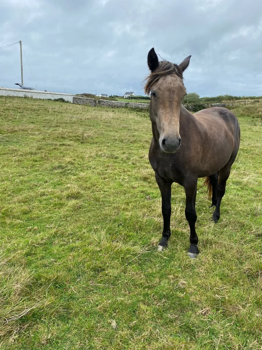 Connemara filly’s (x2) - Image 2