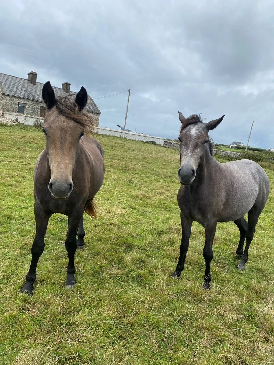 Connemara filly’s (x2) - Image 3