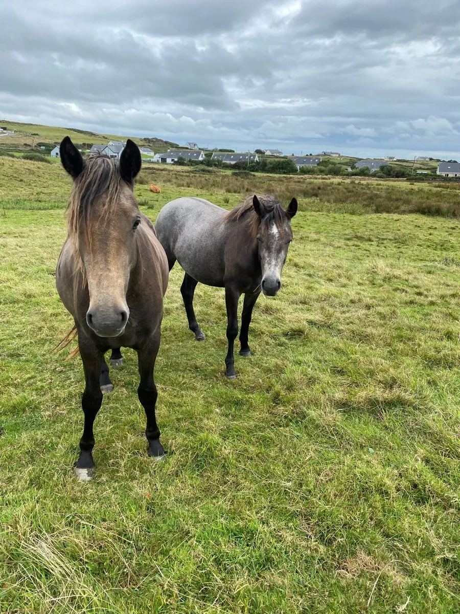 Connemara filly’s (x2) - Image 4