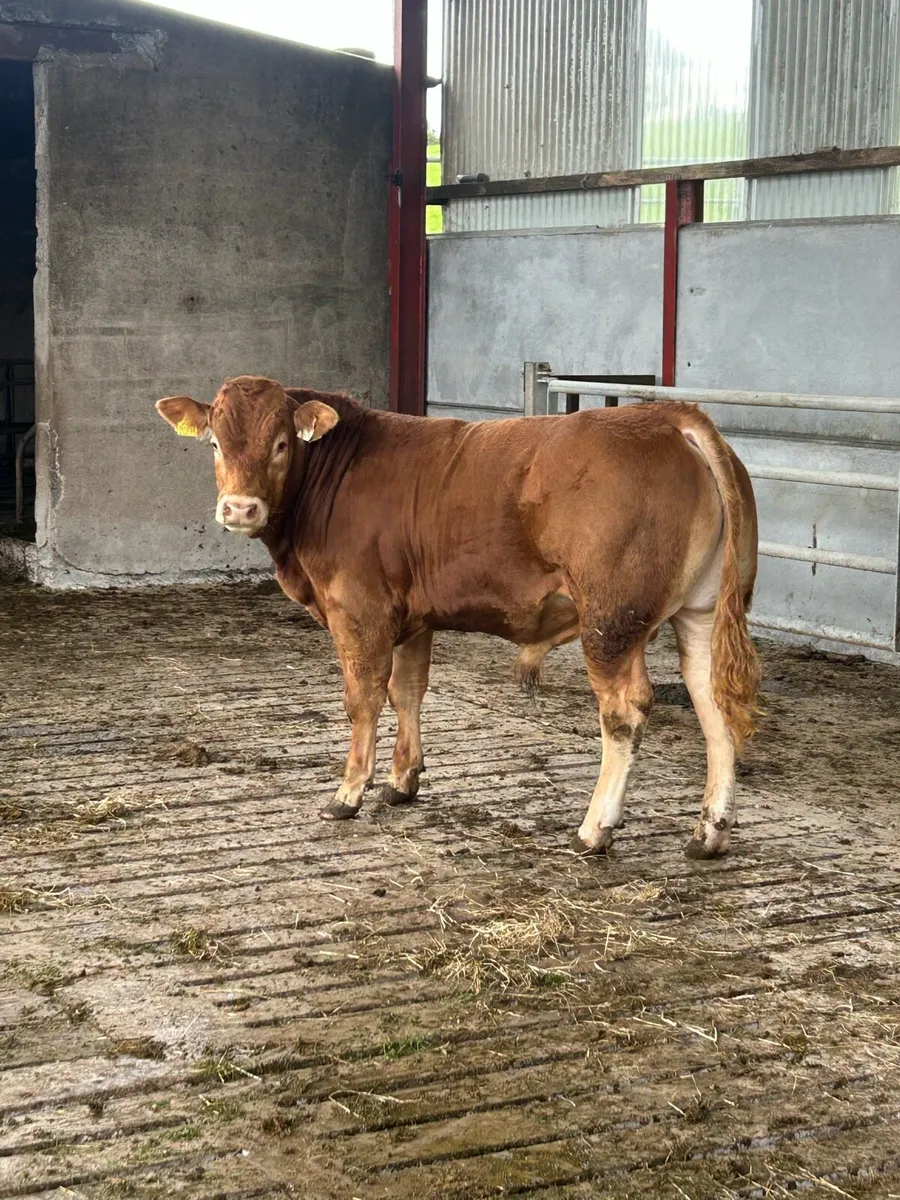 Bull - Image 1