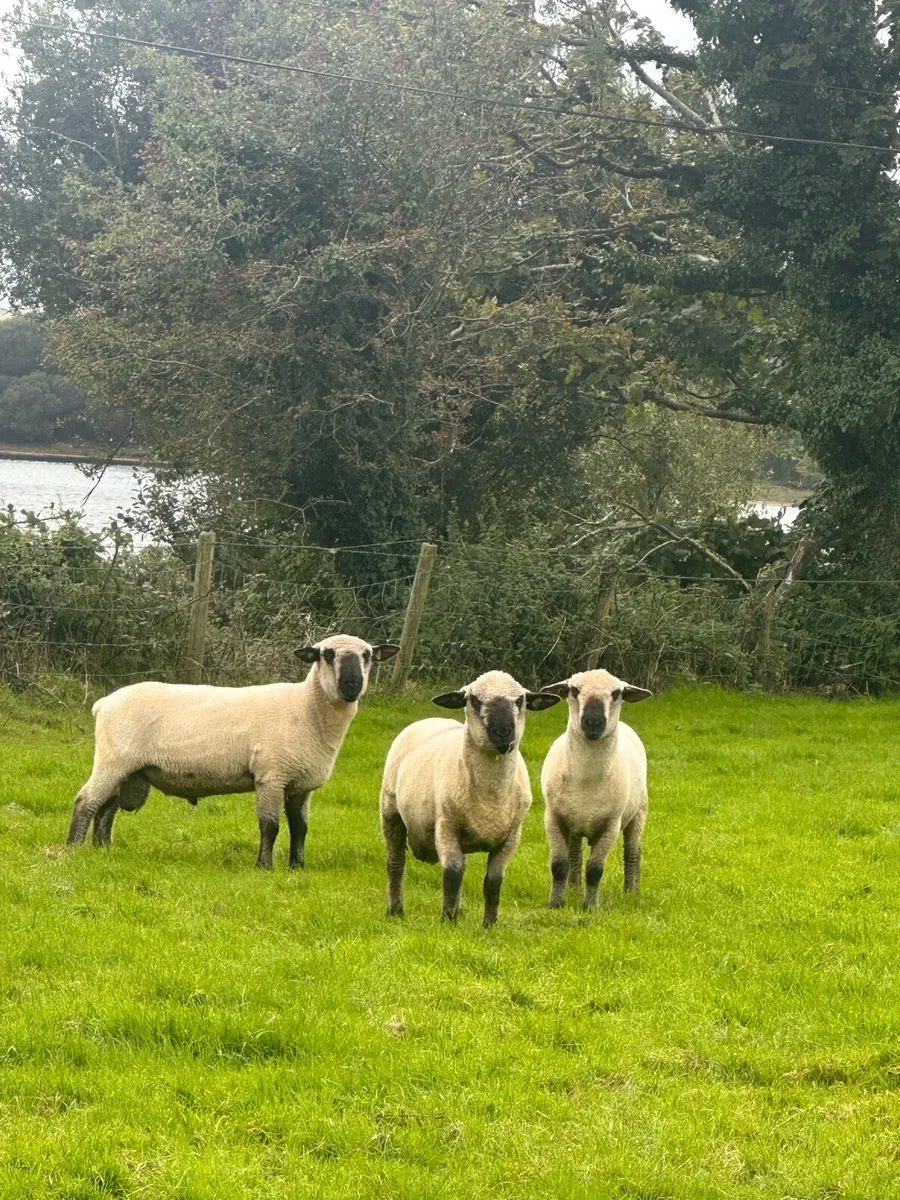 Hampshire down rams - Image 1