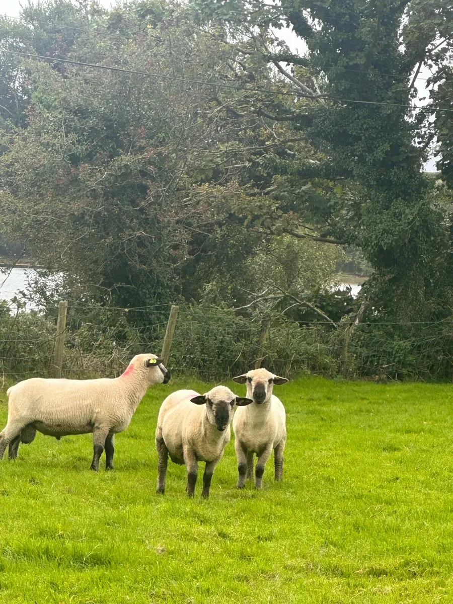 Hampshire down rams - Image 2