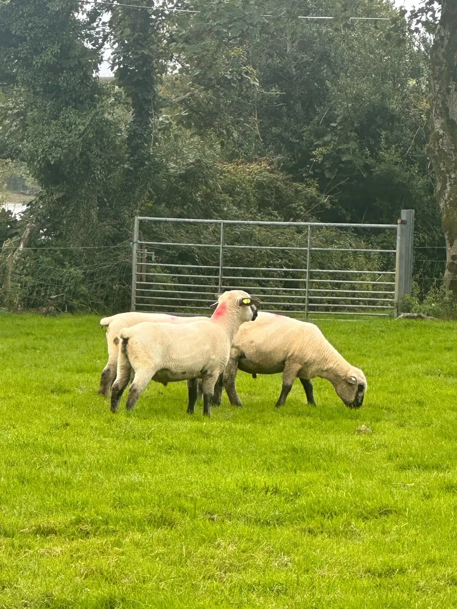 Hampshire down rams - Image 4