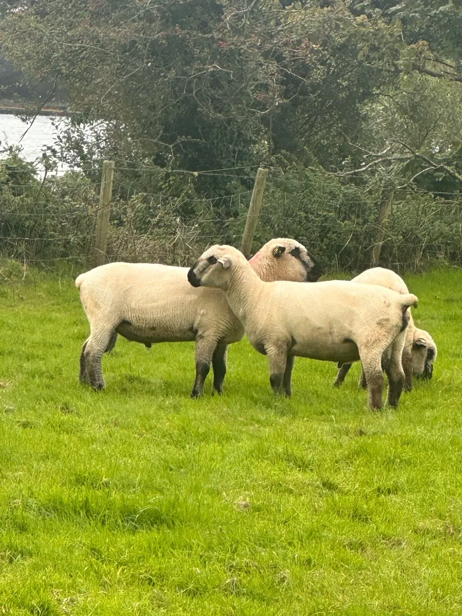 Hampshire down rams - Image 3