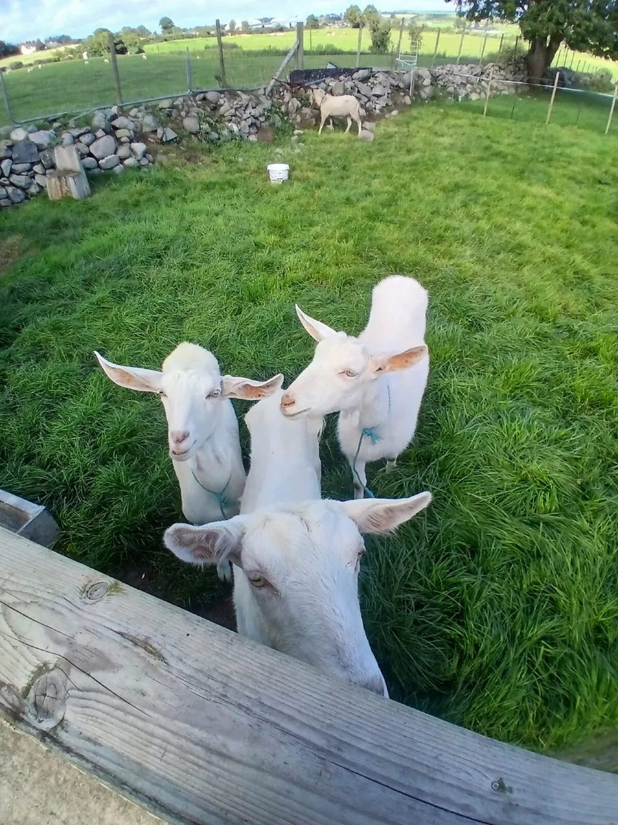 Goat - Image 1