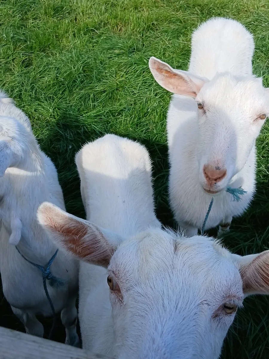 Goat - Image 2