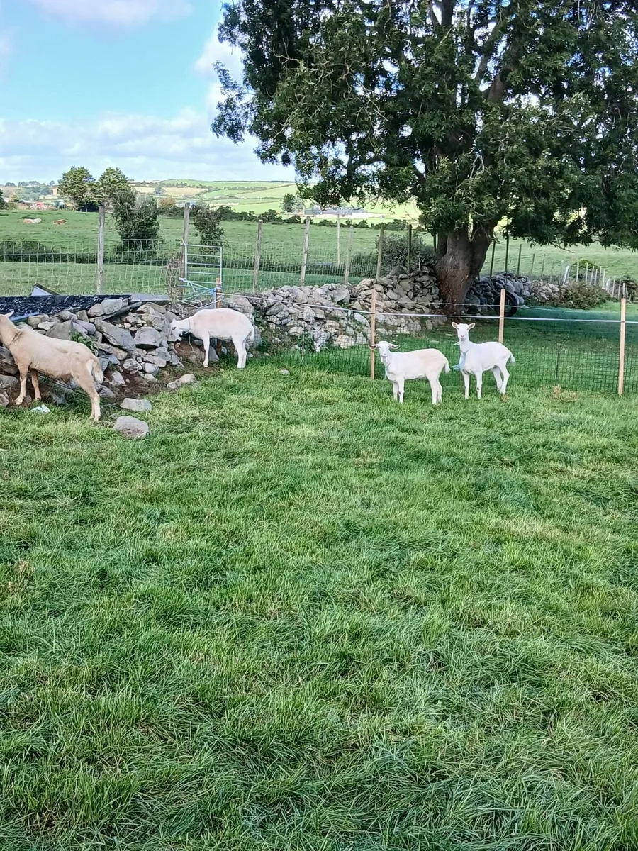 Goat - Image 3
