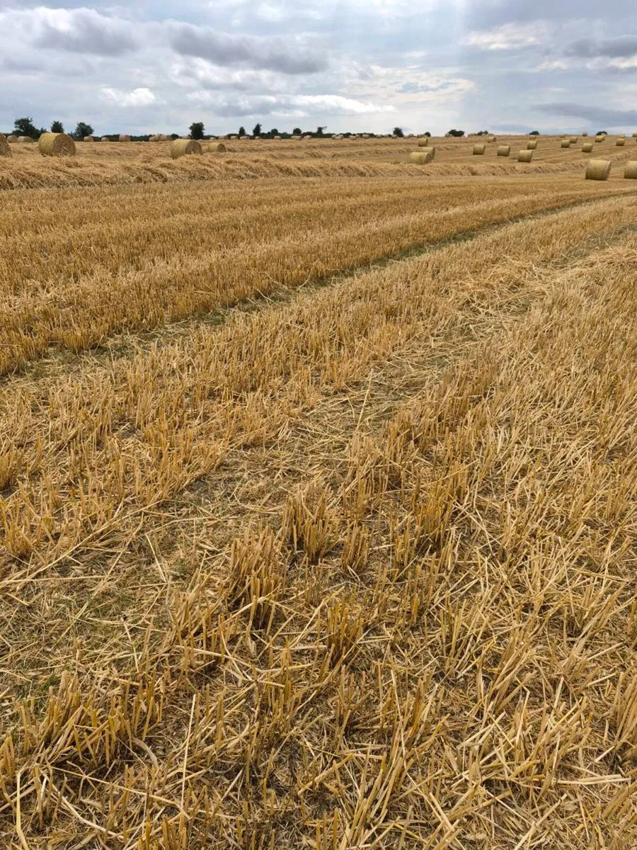 Bedding feed - Image 3