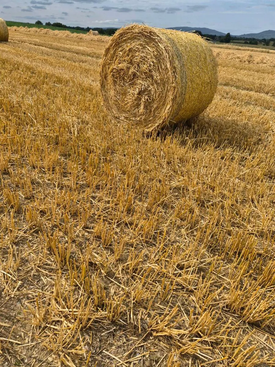 Bedding feed - Image 1