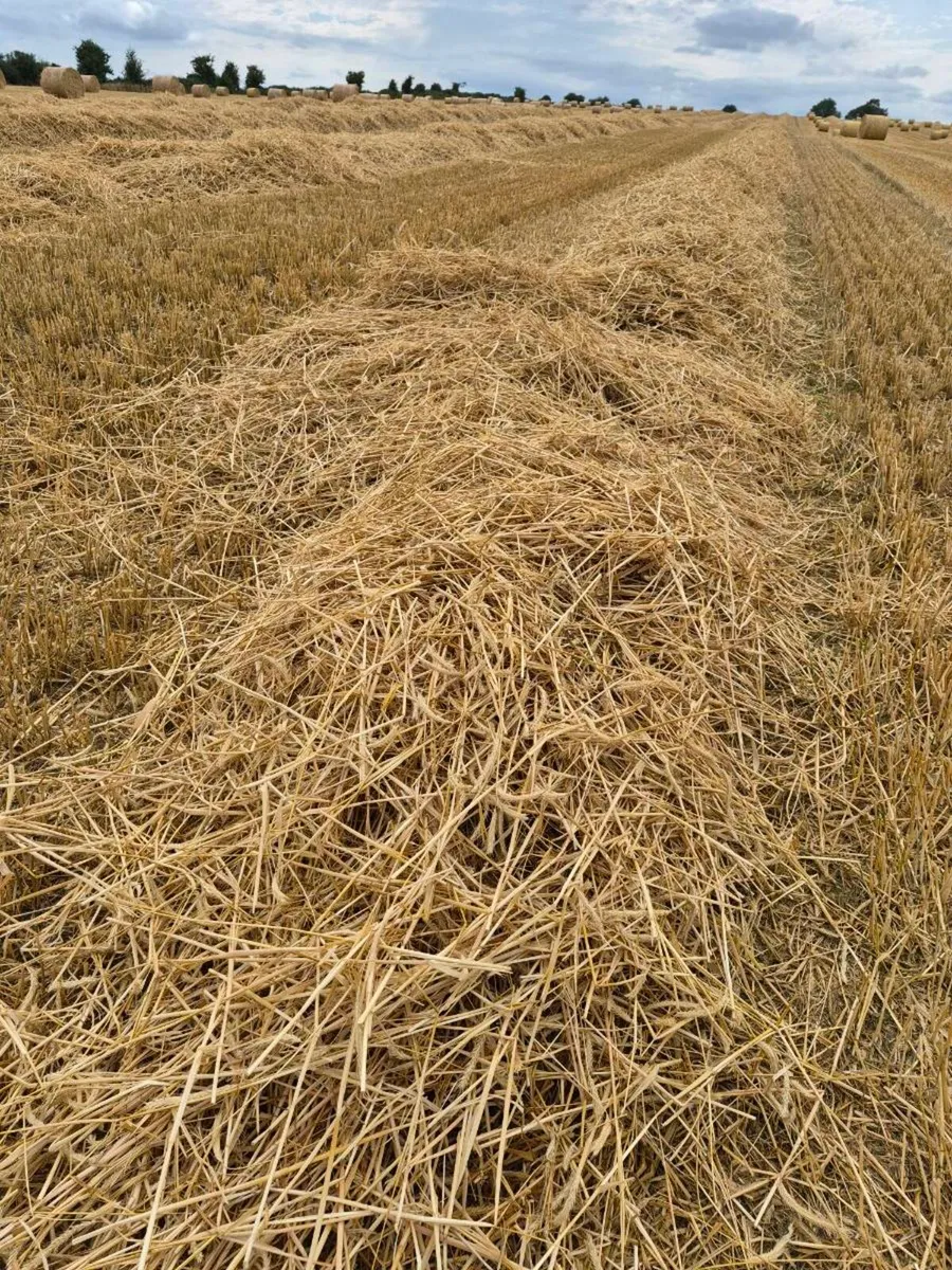 Bedding feed - Image 2