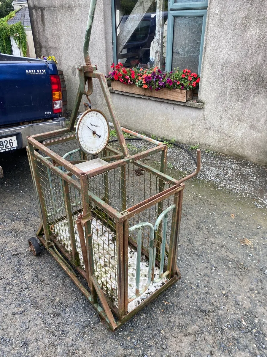 Sheep Weighing Scales - Image 1