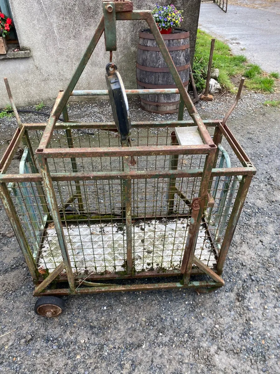Sheep Weighing Scales - Image 2