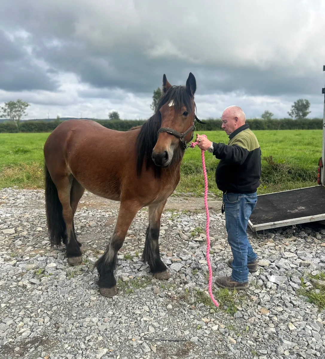 ⭐️Heavy Cob For Sale ⭐️ - Image 3