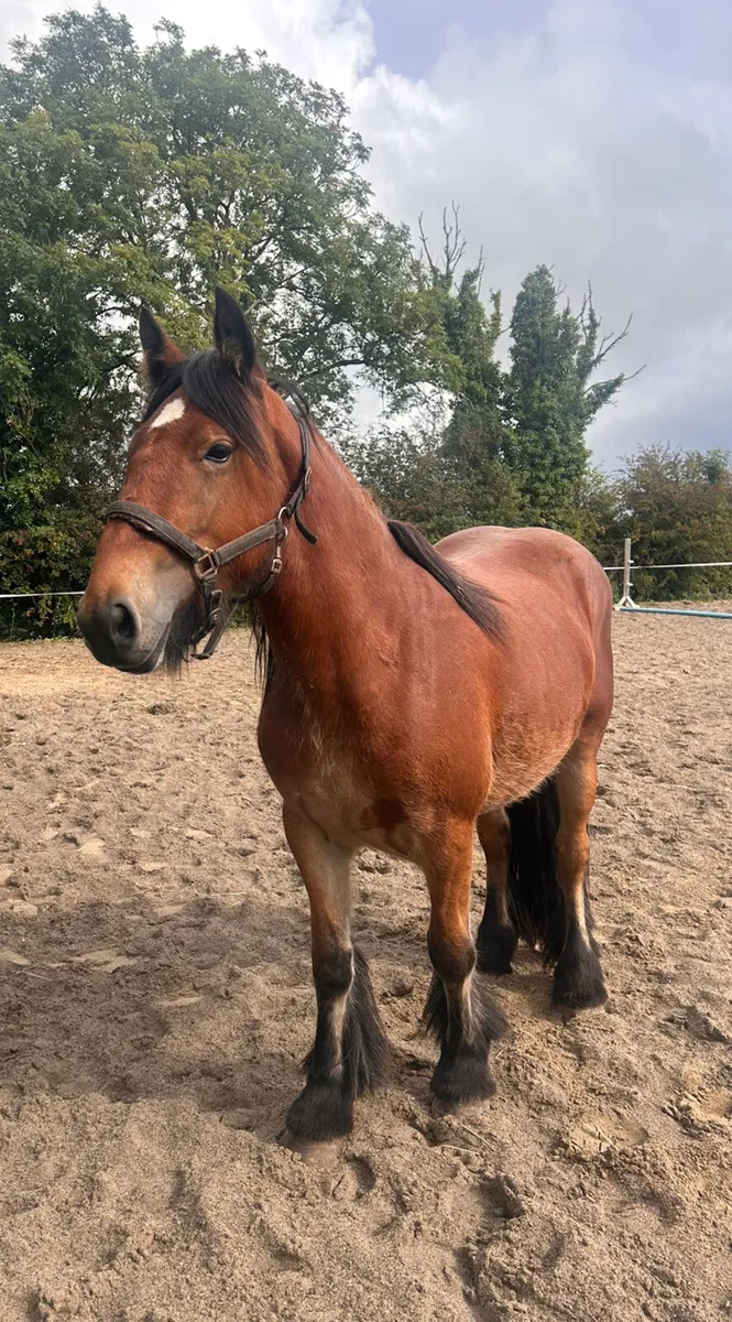 ⭐️Heavy Cob For Sale ⭐️ - Image 1