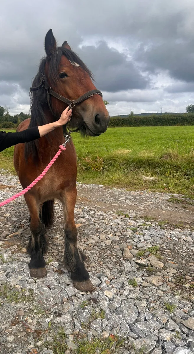⭐️Heavy Cob For Sale ⭐️ - Image 2