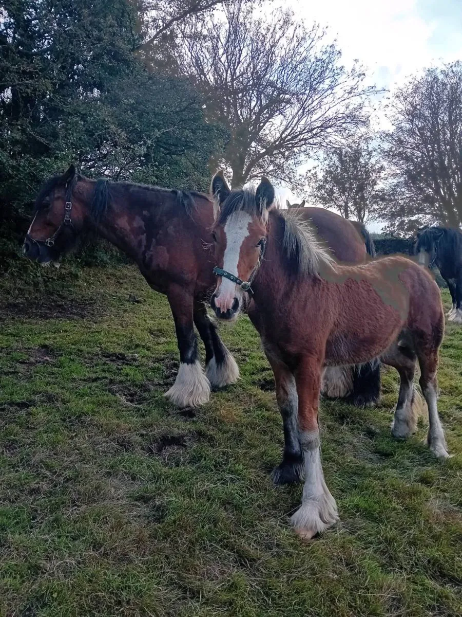 3 Heavy Foals - Image 1