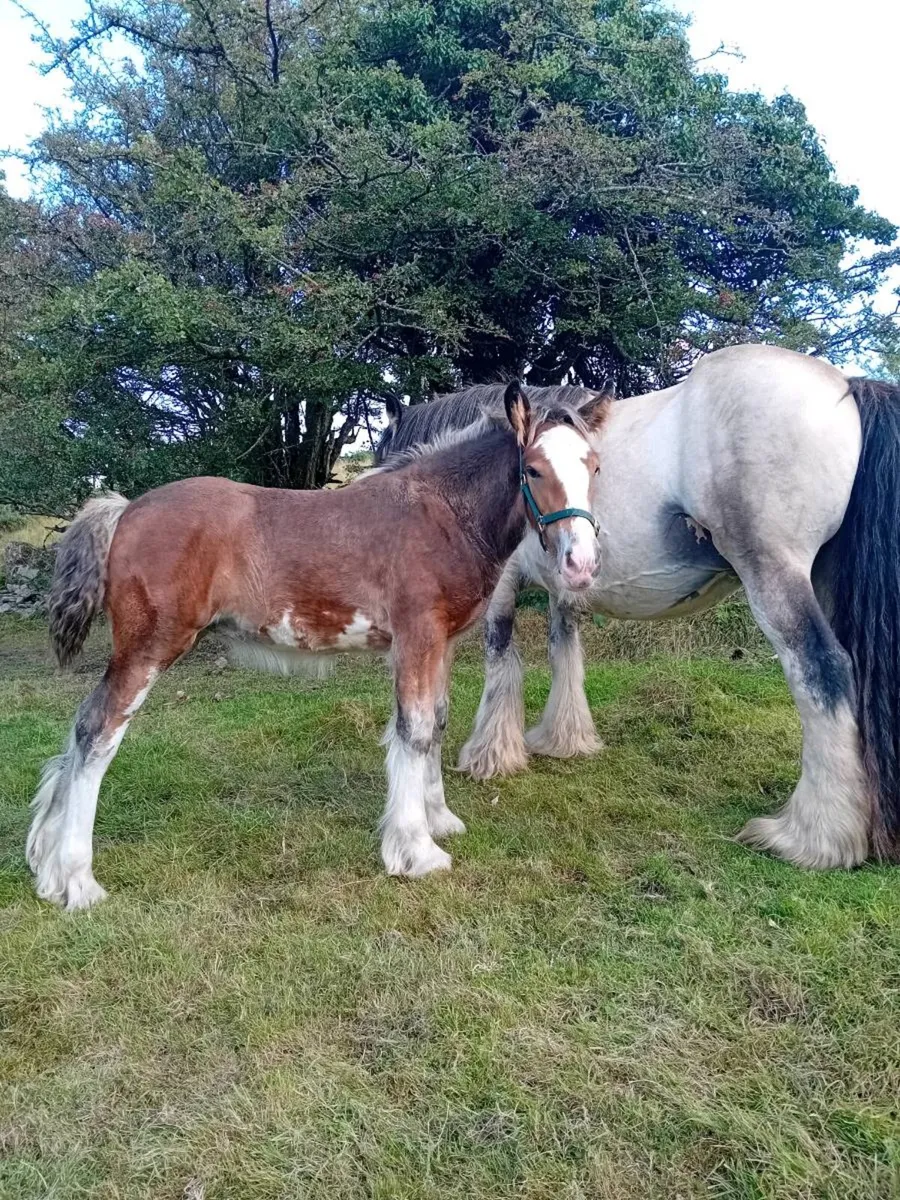 3 Heavy Foals - Image 2