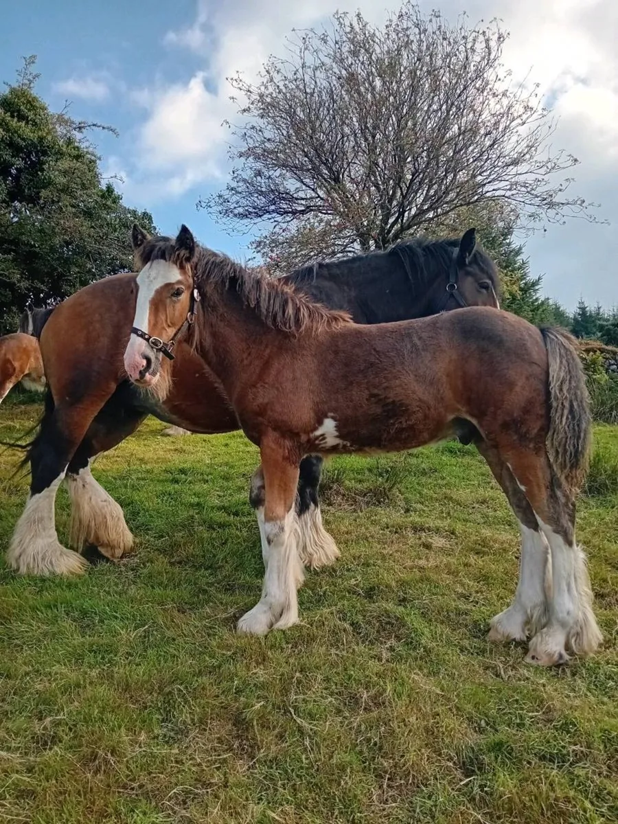 3 Heavy Foals - Image 3