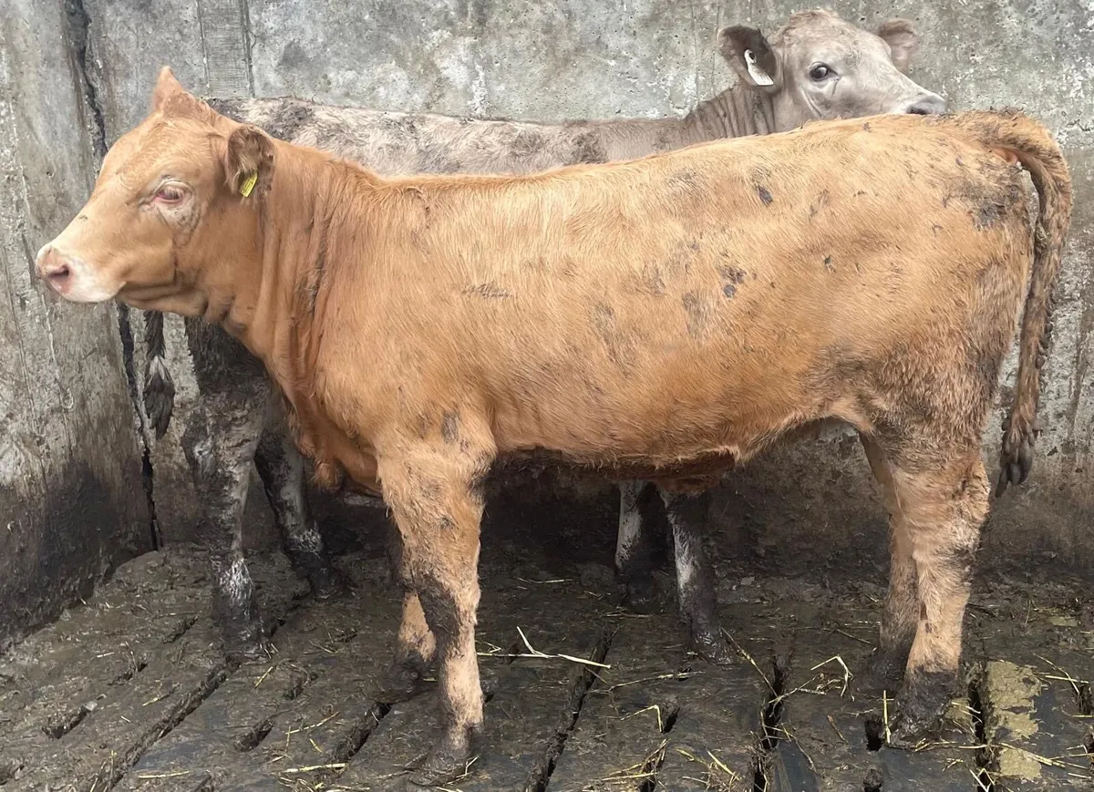 ⭐️ Charolais Heifer Weanlings ⭐️ - Image 1