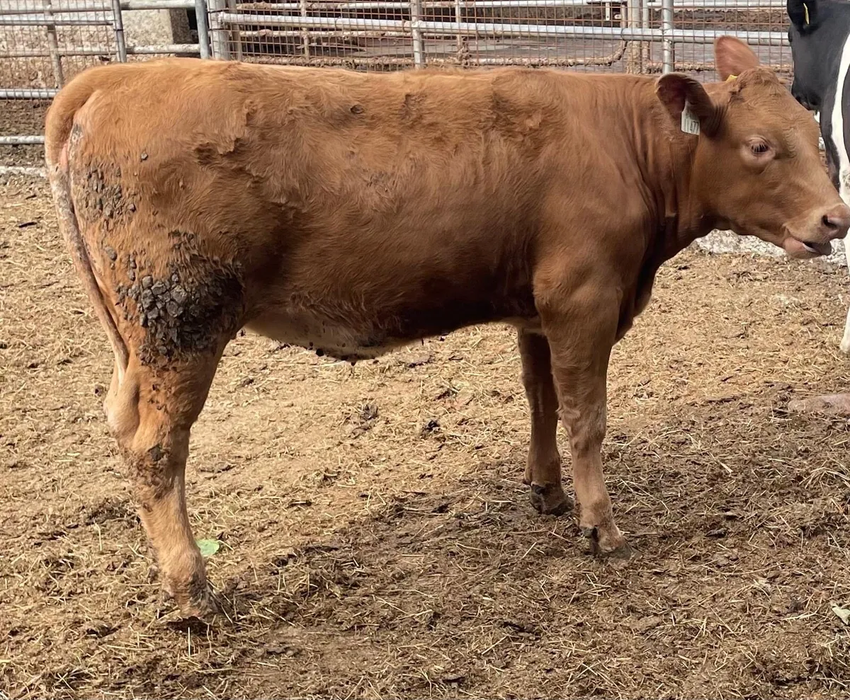 ⭐️ Charolais Heifer Weanlings ⭐️ - Image 2