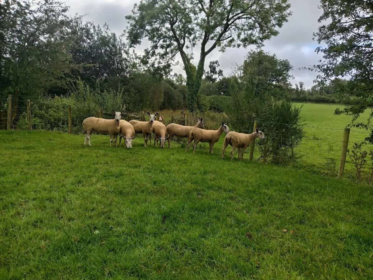 Blue leicester shearling ewes - Image 4
