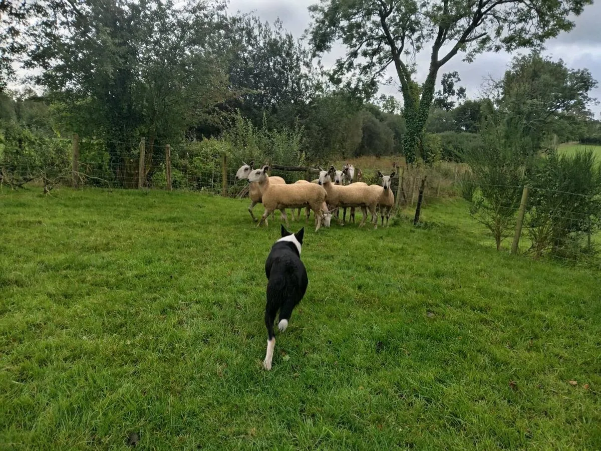 Blue leicester shearling ewes - Image 2