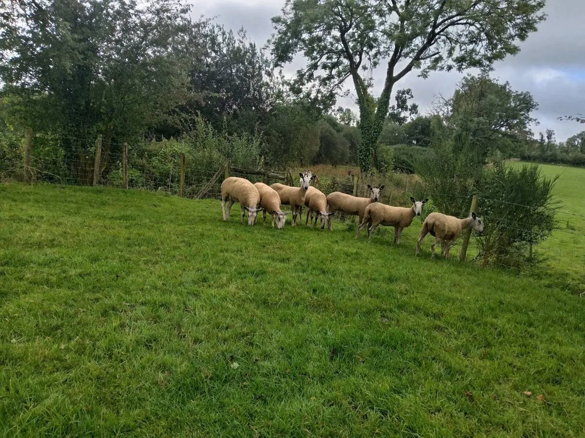 Blue leicester shearling ewes - Image 3