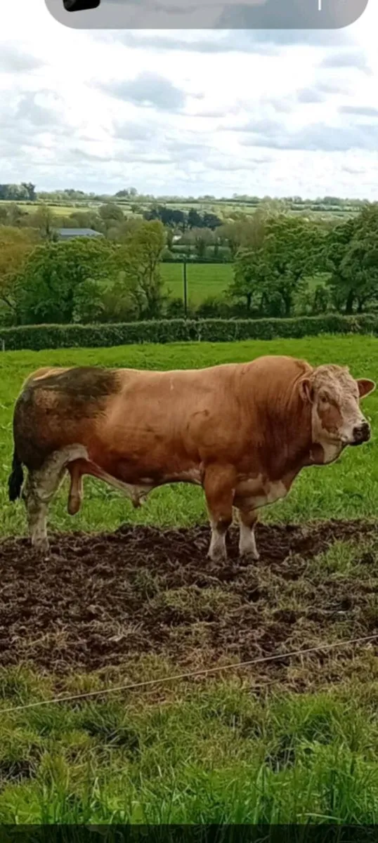 💥curaheen earp x mullyknock gallant bull 💥 - Image 1