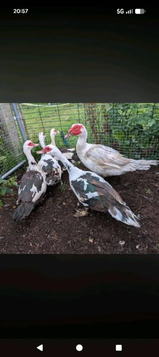 Serama & muscovy - Image 1