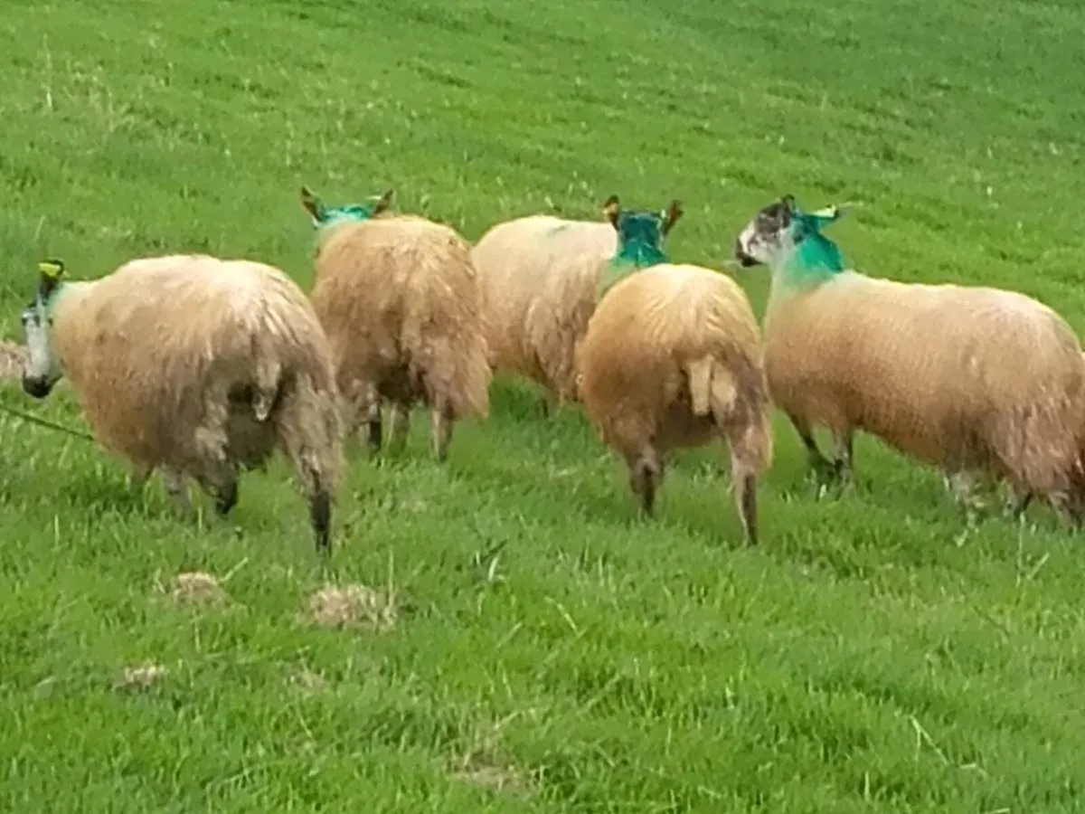 Mule ewe lambs - Image 2