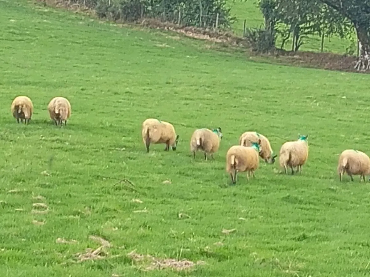 Mule ewe lambs - Image 3