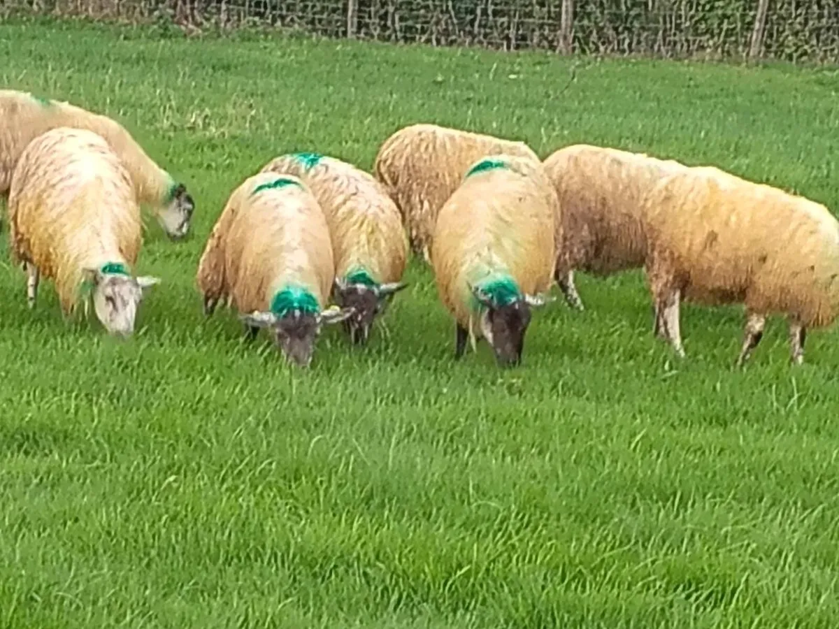 Mule ewe lambs - Image 4