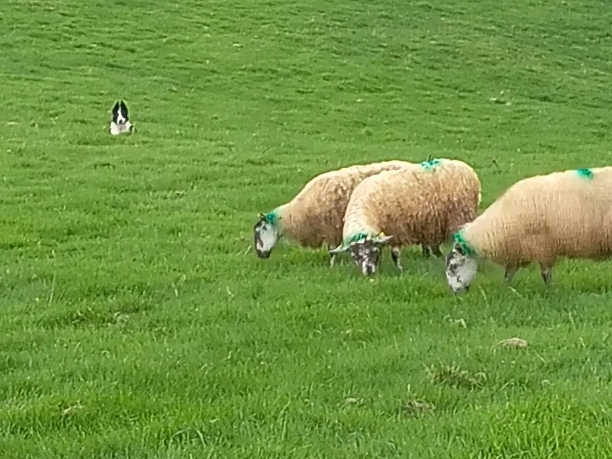 Mule ewe lambs - Image 1